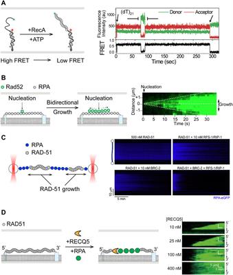 Mechanistic Insights From Single-Molecule Studies of Repair of Double Strand Breaks